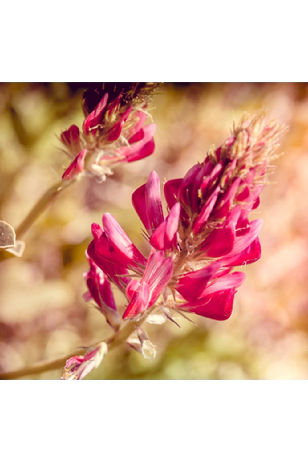 Witte Honing uit Kirgizië - Antieke Nectar-Miel 100% naturel-Safwa Boutique