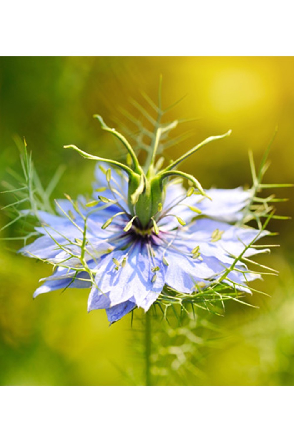 Egyptisk Nigella Honning - Antik Nektar-Miel 100% naturel-Safwa Boutique