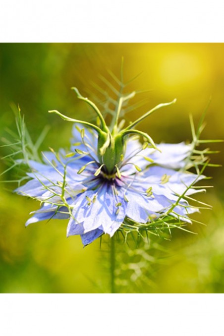 Egyptiläinen mustakumina hunaja - Antiikin nektari-Miel 100% naturel-Safwa Boutique